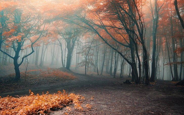 апельсиновые деревья, черно-оранжевые деревья с туманом, осень, деревья, лес, природа, пейзаж, опавшие листья, HD обои