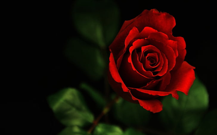 day, flower, macro, red, rose, valentine 039 s, HD wallpaper