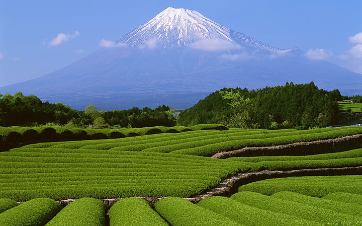 lapangan hijau dengan gunung runcing dipenuhi salju, Jepang, lanskap, Gunung Fuji, pegunungan, Wallpaper HD
