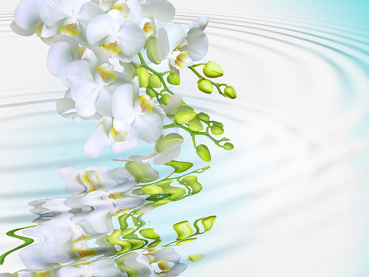 illustration d'orchidée blanche, eau, fleurs, tendresse, beauté, pétales, blanc, orchidées, orchidée, phalaenopsis, branche, мacro, Fond d'écran HD