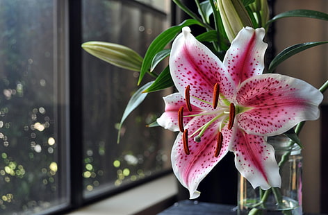 розово и бяло звездно цвете лилия, лилия, трън, цвете, ваза, тичинки, прозорец, HD тапет HD wallpaper
