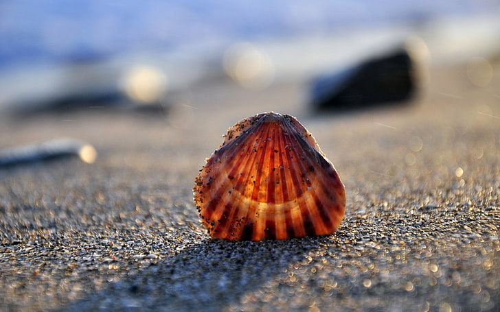brown seashell, seashells, sand, light, HD wallpaper