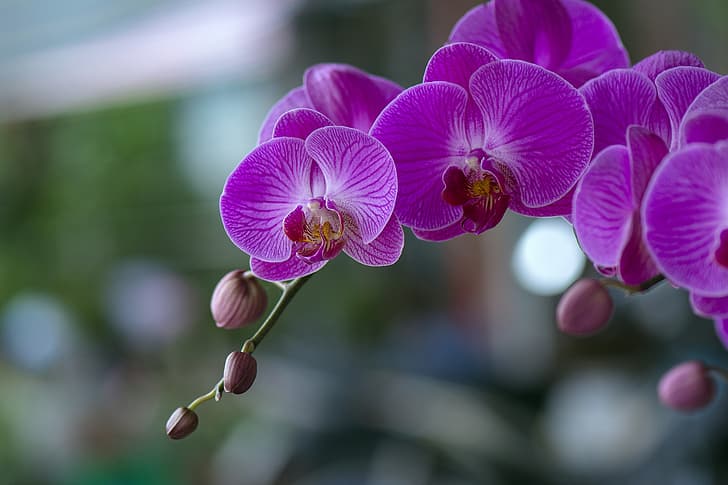 цветы, орхидеи, цветение, фаленопсис, HD обои