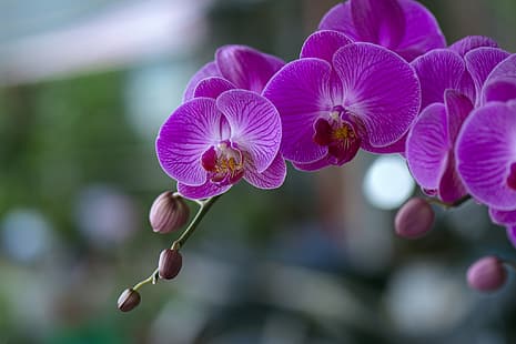  flowers, orchids, flowering, Phalaenopsis, HD wallpaper HD wallpaper