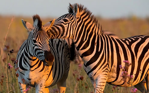 Zebra-Tiere, Zebra, Natur, Hintergrund, HD-Hintergrundbild HD wallpaper