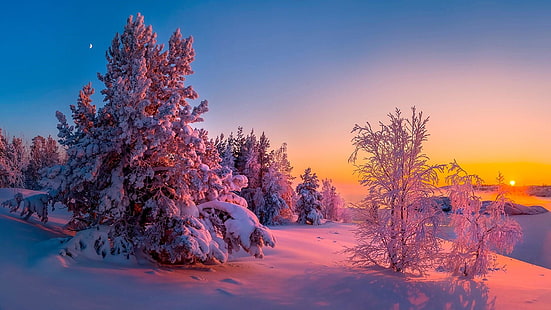 tallfamilj, karelia, ryssland, sjö Ladoga, kilpola, barrträd, solljus, gran, frost, vinter, gren, sol, måne, träd, frysning, natur, himmel, snö, HD tapet HD wallpaper