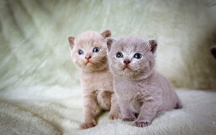 Furry kittens, twins, Furry, Kittens, Twins, HD wallpaper