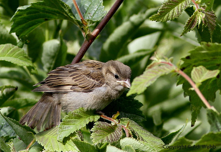 Fledgling House Sparrow, brown and gray small bird, fledgling, sparrow, bird, garden, house sparrow, beak, wing, rspb, animals, HD wallpaper