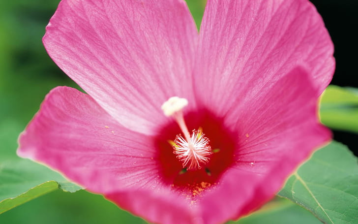 Розовые лепестки гибискуса бесплатно фон.JPG, розовый и белый цветок, цветок, розовый, гибискус, Гавайи, 3d и аннотация, HD обои