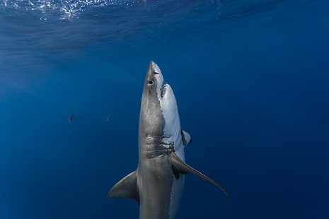 Fisch, Hai, Unterwasser, Meer, Tiere, Weißer Hai, HD-Hintergrundbild HD wallpaper