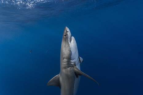 большая белая акула, акула, море, под водой, рыба, животные, большая белая акула, HD обои HD wallpaper