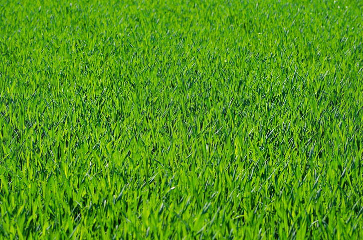 背景 新鮮な草 草が茂った 緑 ジューシー マクロ 自然 素敵な はがき 季節 春 茎 夏 晴れ Hdデスクトップの壁紙 Wallpaperbetter