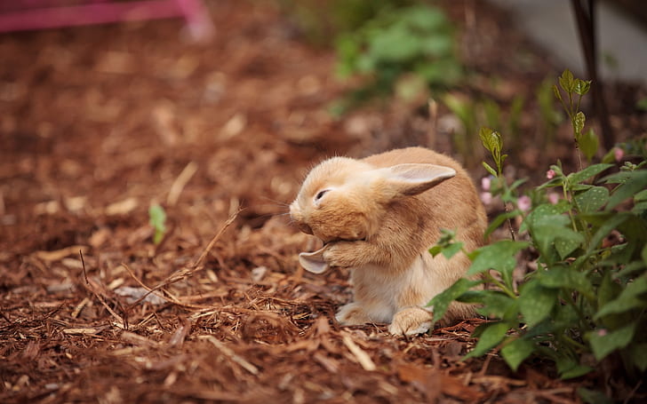 Wildes Kaninchen, wildes Kaninchen, HD-Hintergrundbild