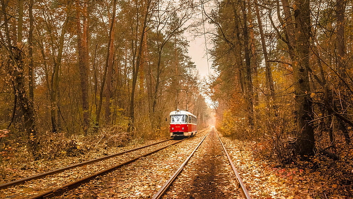 red and white train, nature, trees, leaves, vehicle, tram, railway, rail yard, forest, branch, fall, electricity, wire, Ukraine, HD wallpaper