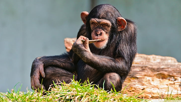Monkeys, Chimpanzee, Monkey, HD wallpaper