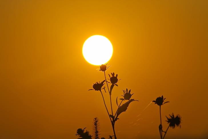 silhouette of flowers across sun, Sunrise, silhouette, flowers, sun, morning, nature, grass, bushes, Hunan, China, sunset, sunrise - Dawn, sunlight, summer, yellow, HD wallpaper