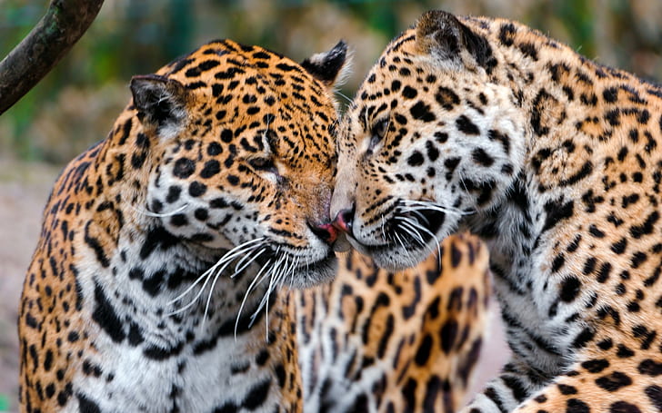 Jaguarer, par, tillgivenhet, vård, rovdjur, HD tapet