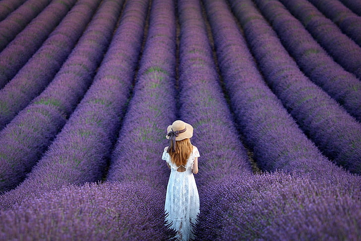 field, summer, girl, flowers, strip, mood, back, blonde, hat, is, bow, white dress, long hair, the ranks, lavender, plantation, lavender field, HD wallpaper