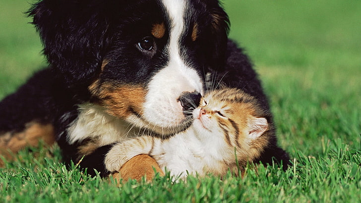 Bernese Mountain dog puppy and brown tabby kitten, kitten, puppy, playful, grass, HD wallpaper