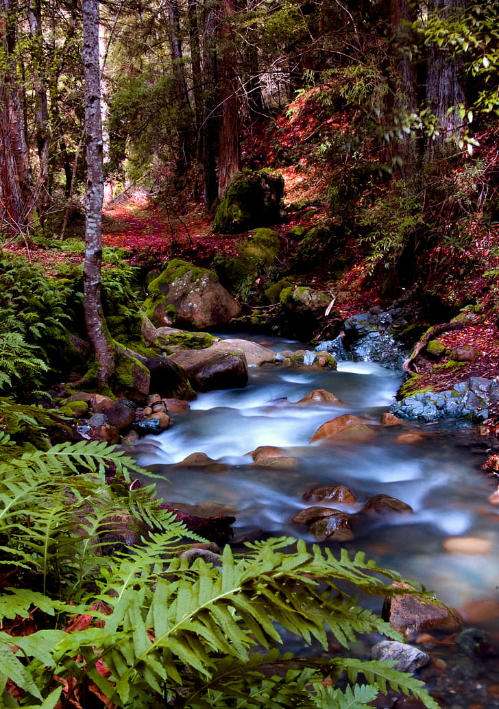 time laps photo of a water flowing surrounded by trees, Unicorn, Creek, time, laps, photo, water, trees, colors, spring, California  Bay Area, cool  Dawn, best, Thank you, tags, Sanborn Skyline County Park, Saratoga, ferns, colorful, unicorns, nature, forest, stream, waterfall, tree, river, outdoors, landscape, scenics, leaf, moss, beauty In Nature, autumn, green Color, rock - Object, woodland, HD wallpaper