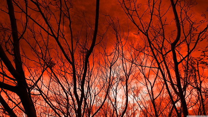 blattlose Bäume, Natur, Bäume, Himmel, rot, HD-Hintergrundbild