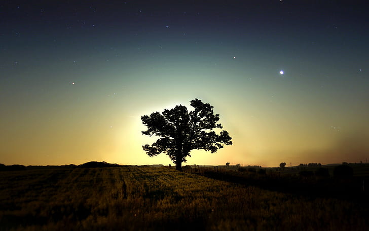 drzewa, niebo, dzieło sztuki, natura, pole, noc, długi czas naświetlania, gwiazdy, sylwetka, trawa, krajobraz, Tapety HD