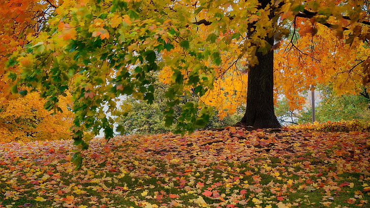 green and red floral area rug, landscape, nature, fall, leaves, trees, HD wallpaper