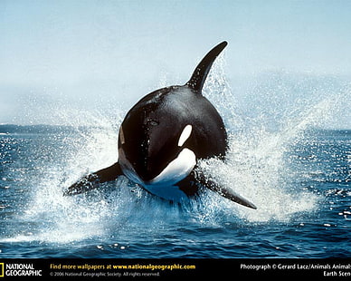 animais, orca, salpicos, National Geographic, HD papel de parede HD wallpaper