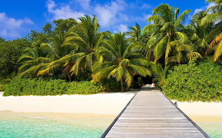 Exotisches Palm Beach, grüne Kokospalmen, Meer, Himmel, Pflanzen, Sand, Wasser, Sommer, HD-Hintergrundbild