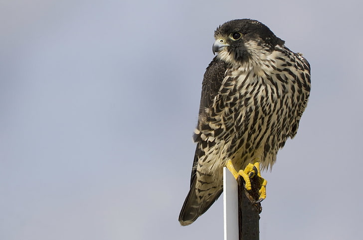 black and brown bird, bird, peregrine falcon, view, profile, gray background, HD wallpaper