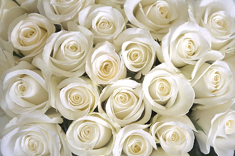 lot de roses blanches, blanc, roses, rose blanche, Fond d'écran HD HD wallpaper