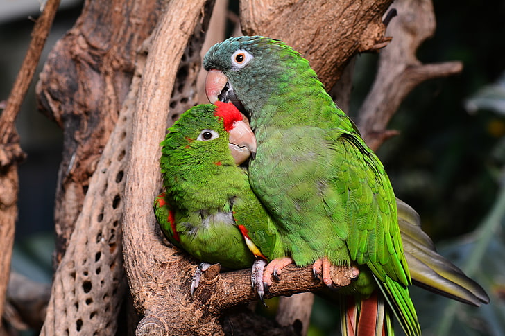two green parrots, amazon parrot, parrots, couple, tenderness, caring, cute, HD wallpaper