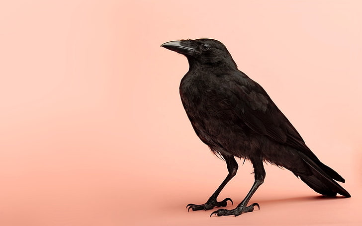 American crow, crows, bird, photo shoot, background, HD wallpaper