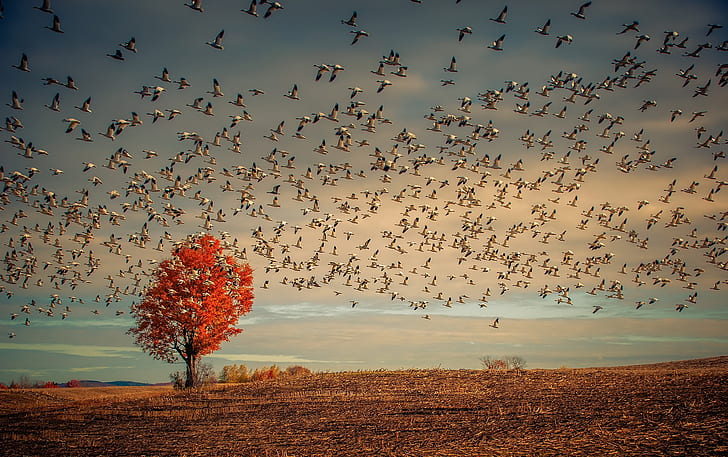 Birds, Goose, Bird, Flock Of Birds, Tree, HD wallpaper