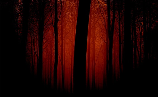 Bloody Forest วอลล์เปเปอร์ดิจิทัลต้นไม้เปลือยธรรมชาติป่าไม้ป่ากระหายเลือด, วอลล์เปเปอร์ HD HD wallpaper