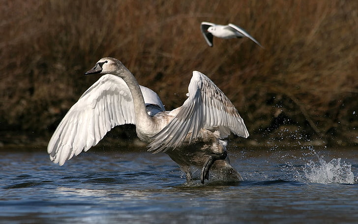 gray goose, swan, wings, flap, mud, water, spray, splash, HD wallpaper