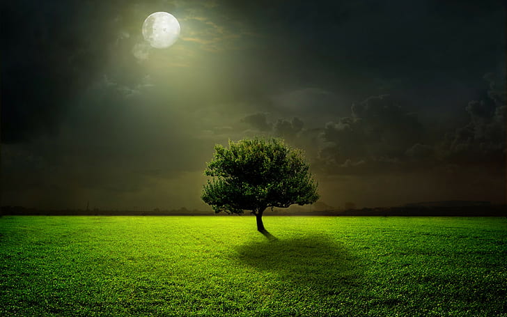 Campo al chiaro di luna, luna, chiaro di luna, campo, albero, erba, notte, cielo, verde, nuvole, Sfondo HD