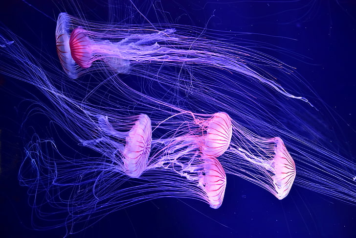 five pink jelly fish digital wallpaper, sea, water, jellyfish, HD wallpaper