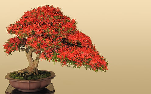 japonya bonsai Doğa Ağaçları HD Sanat, japonya, bonsai, HD masaüstü duvar kağıdı HD wallpaper