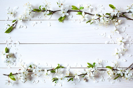 white cherry blossoms, flowers, background, spring, Apple, wood, blossom, frame, HD wallpaper HD wallpaper