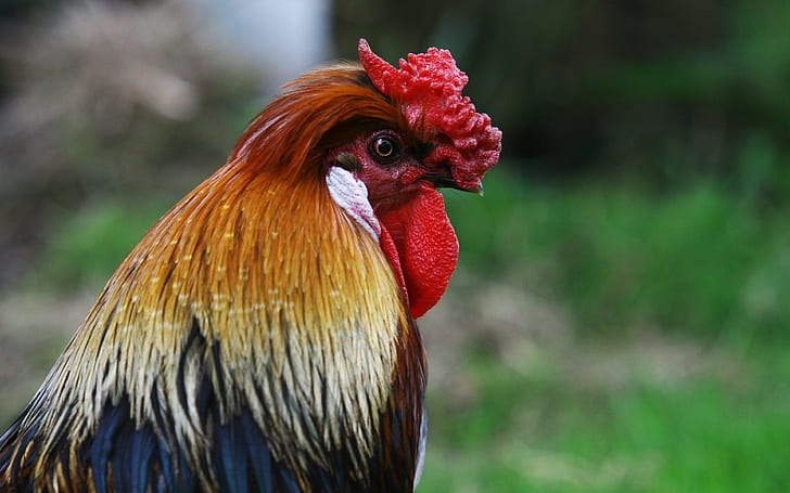 rooster, bird backgrounds, profile, Download 3840x2400 rooster, HD wallpaper