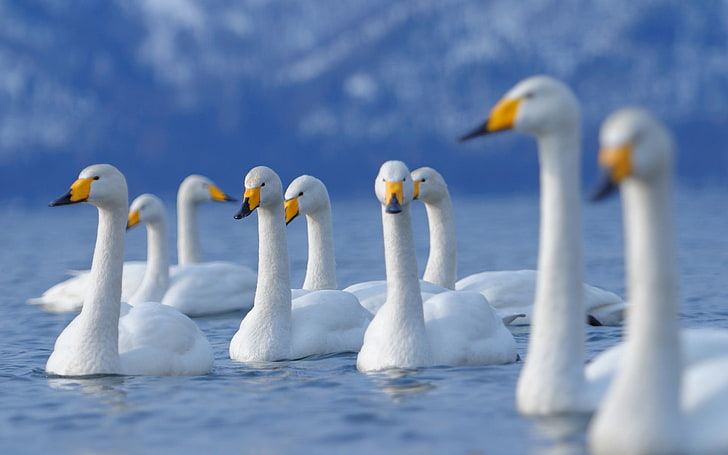 flock of white geese, swan, birds, flock, fly, HD wallpaper