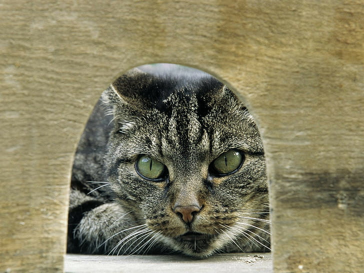 kucing, binatang, mata, Wallpaper HD