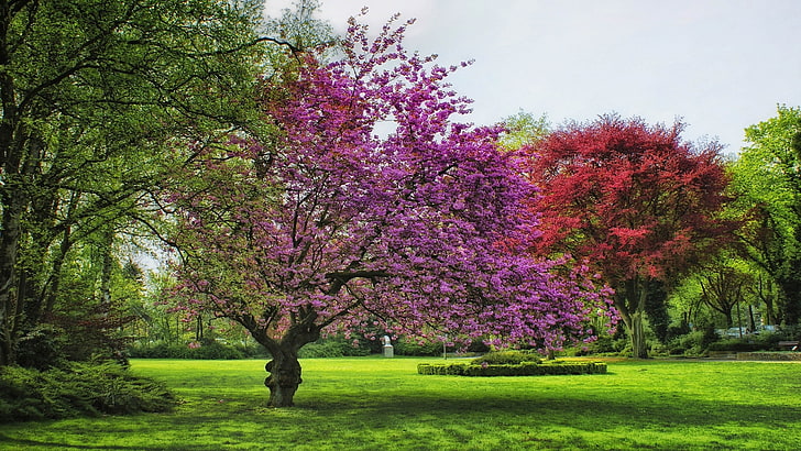 purple flowered tree, trees, grass, blossom, summer, HD wallpaper