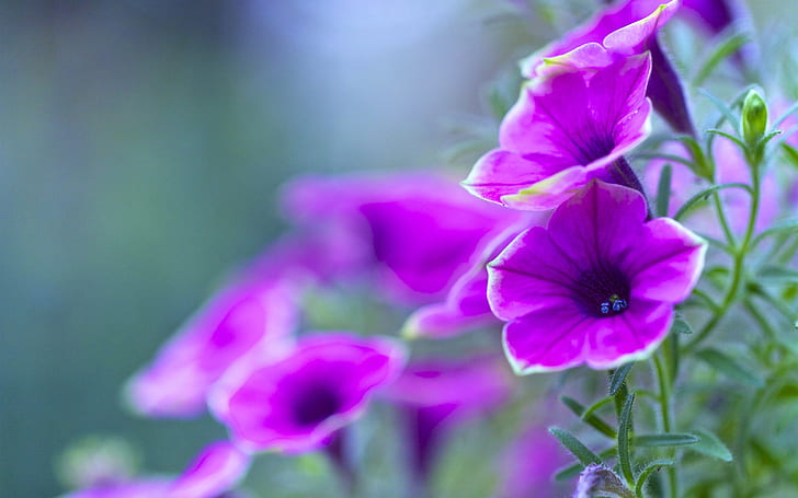 พิทูเนียสีม่วง, ดอกไม้ระยะใกล้, สีม่วง, พิทูเนีย, ดอกไม้, วอลล์เปเปอร์ HD