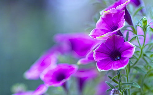 Petunia ungu, bunga close-up, Ungu, Petunia, Bunga, Wallpaper HD HD wallpaper