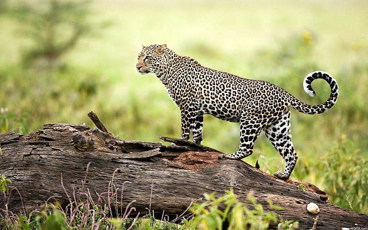 nature, animaux, faune, bûche, léopard (animal), Fond d'écran HD