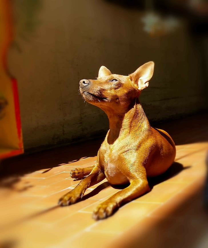 Miniature Pinscher, dog, animals, HD wallpaper
