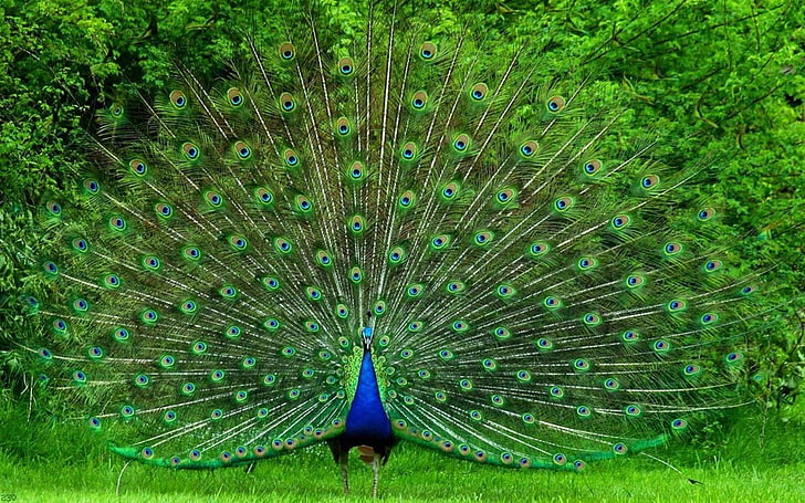peacock desktop nexus, HD wallpaper