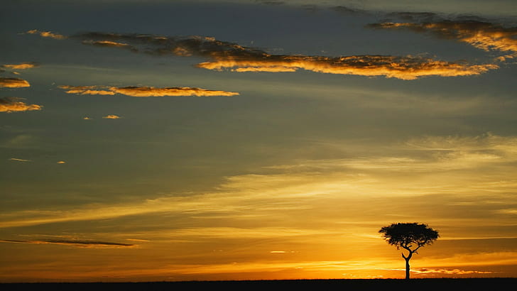 Sunset Silhouette Tree Clouds HD, alam, awan, matahari terbenam, pohon, siluet, Wallpaper HD